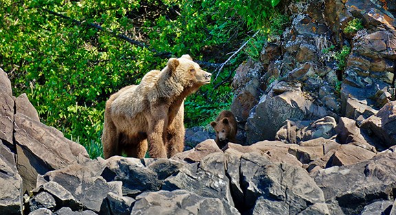 A large brown bear and a small cub standing on a rocky cliff.