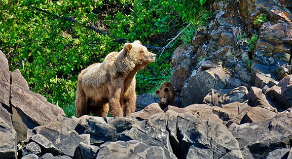 A large brown bear and a small cub standing on a rocky cliff. A large brown bear and a small cub standing on a rocky cliff.