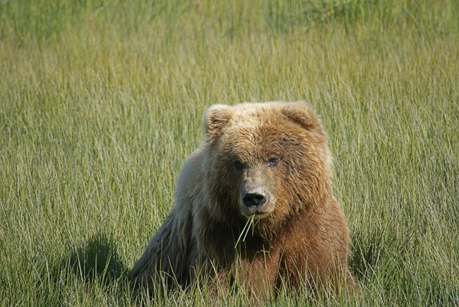 Close up of a bear munching on grass.
