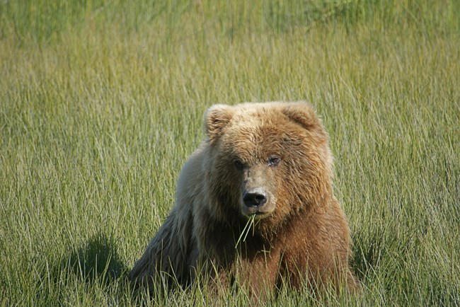 Close up of a bear munching on grass. Close up of a bear munching on grass.