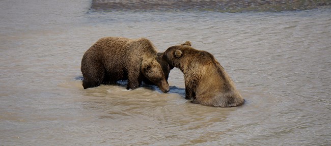 Two brown bears in muddy water, one yelling and the other bowing its head. Two brown bears in muddy water, one yelling and the other bowing its head.