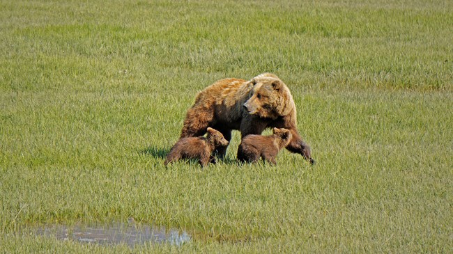 A large brown bear with two bear cubs in a grassy field