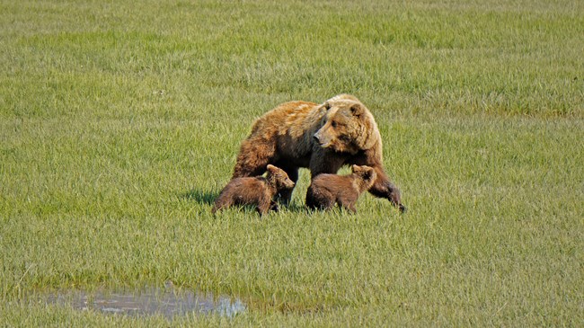 A large brown bear with two bear cubs in a grassy field A large brown bear with two bear cubs in a grassy field