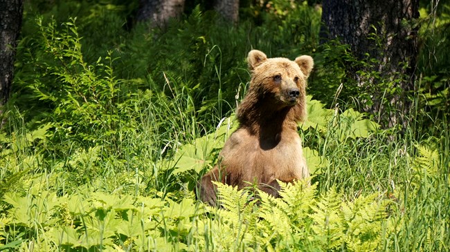 A brown bear standing in a field of tall ferns and grass