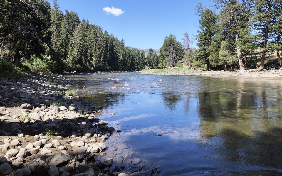 A shallow river with a cobbly bank and stream bottom lined with evergreen trees