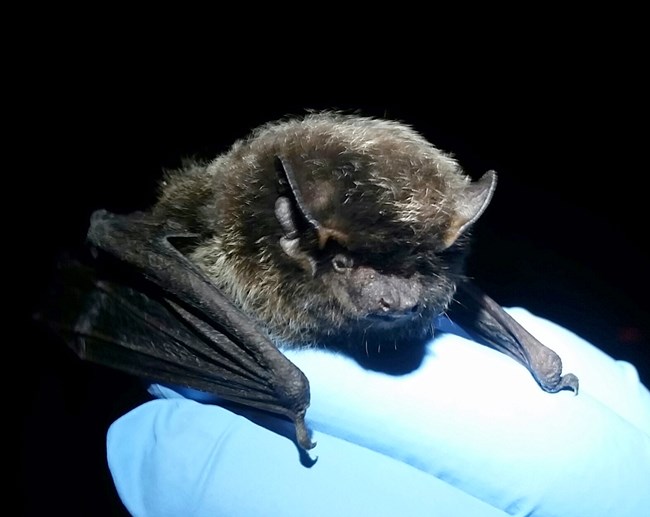 Blue gloved hand holding a Silver-Haired Bat