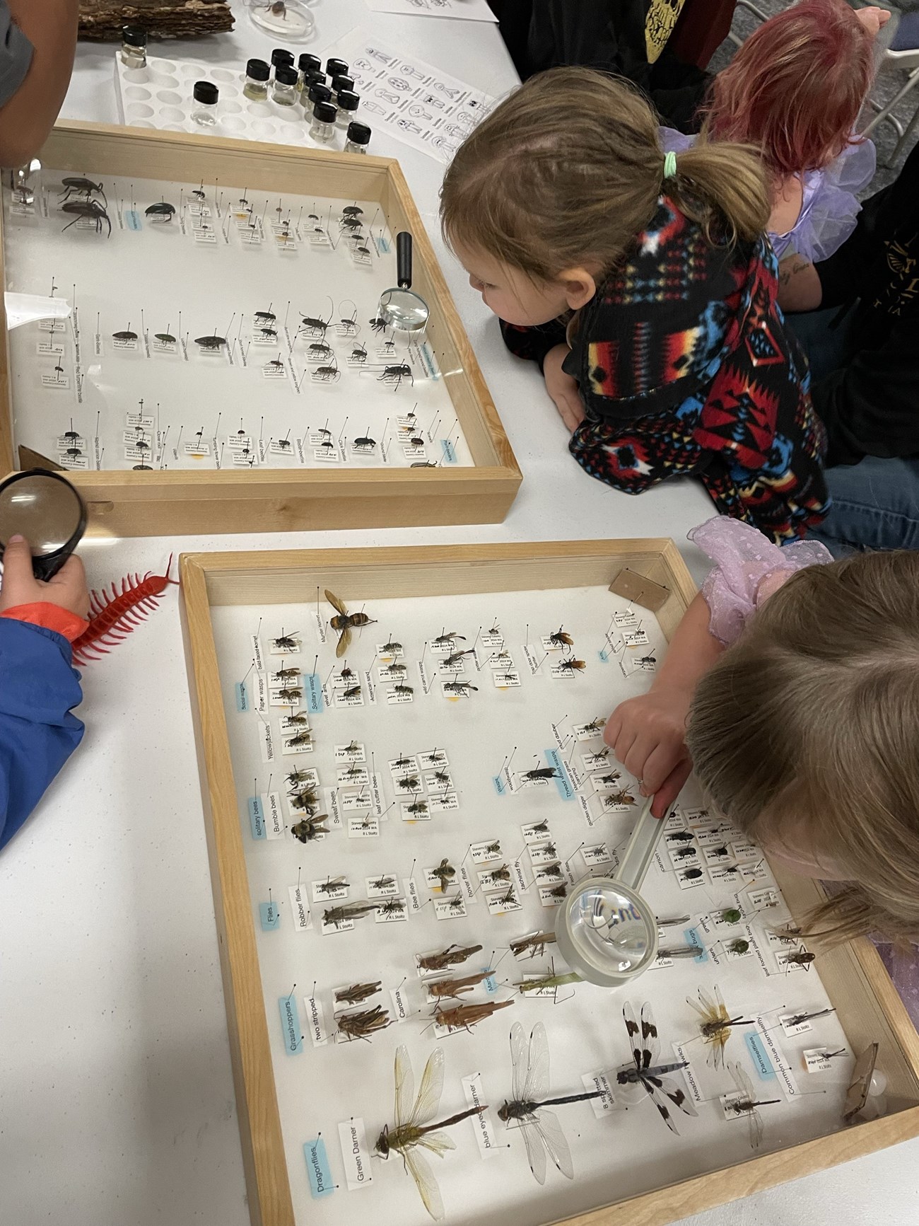 Junior Rangers inspect bug collections Young children lean over bug displays: wood framed boxes with glass with a variety of insects preserved inside.