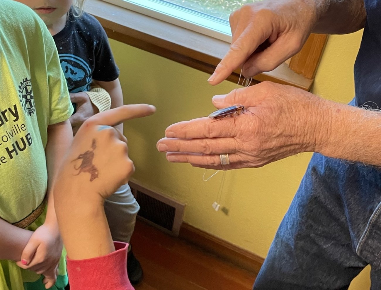 A single hand points at a cockroach perched on another hand.