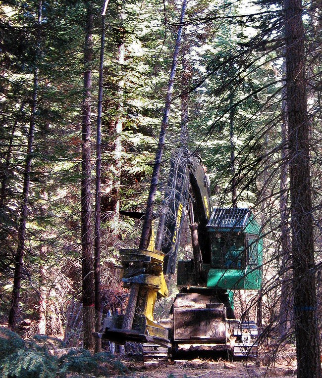 Heavy equipment cutting and lifting a live tree--that is orders of magnitude taller than the machine--up from it's base.