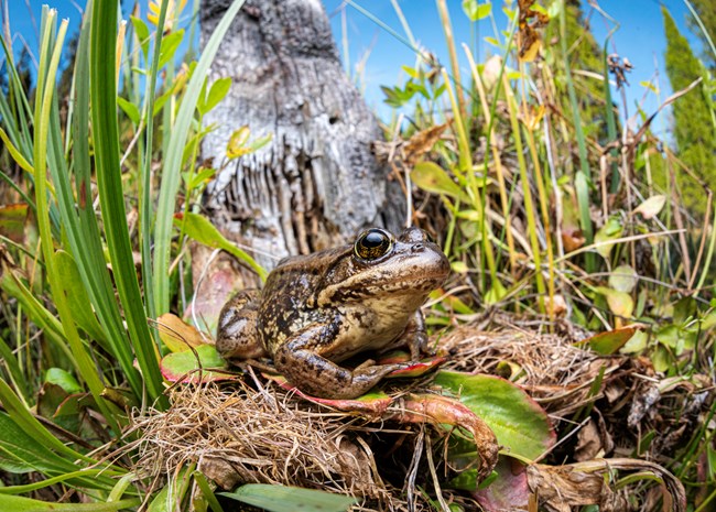A frog in grass.