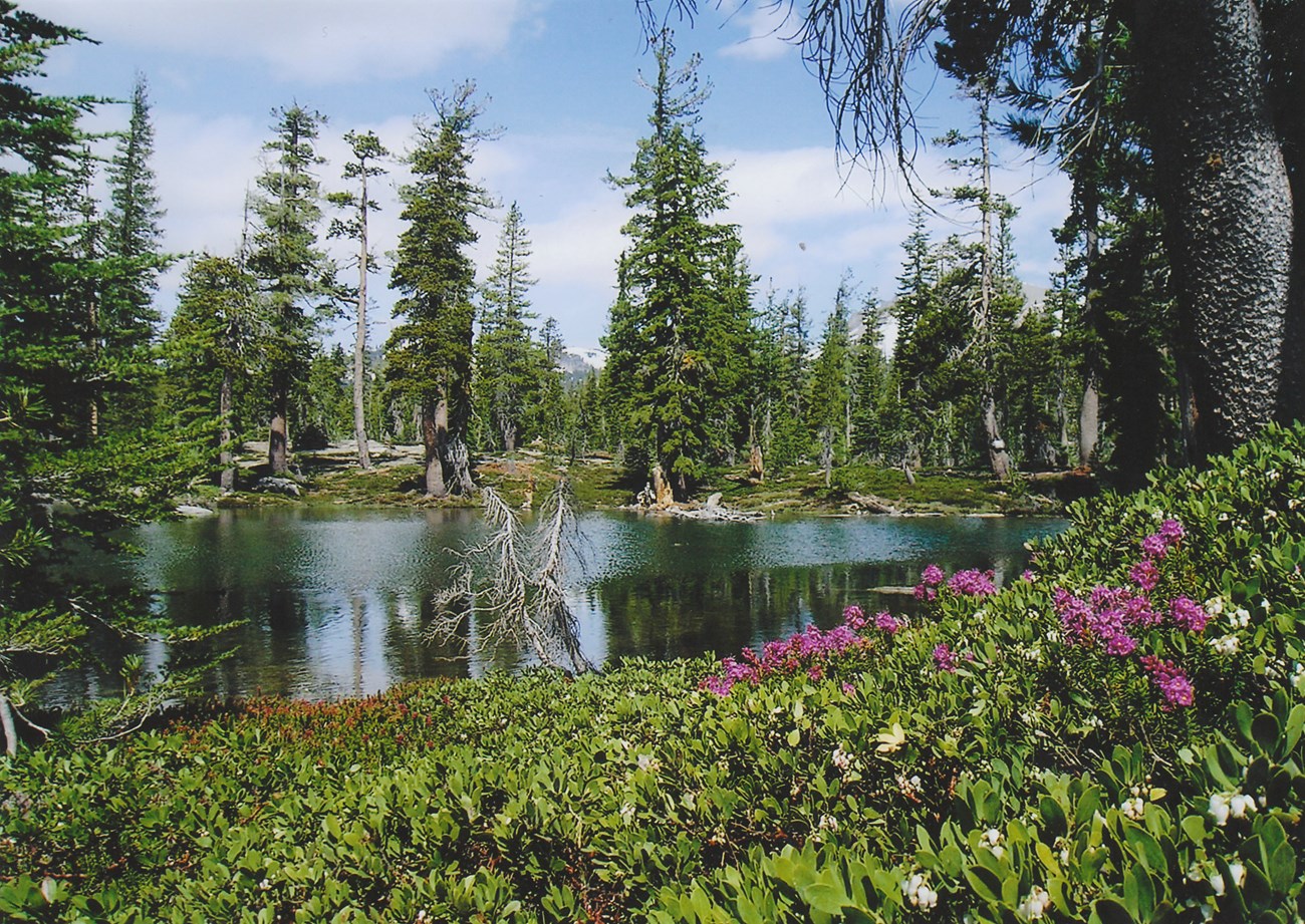 Mountain lake in Lassen Volcanic NP Pink flowers border a mountain lake surrounded by forest, with mountains in the background.
