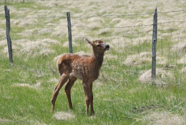 Elk calf, brown with white spots, standing in a green field next to a wire mesh fence.