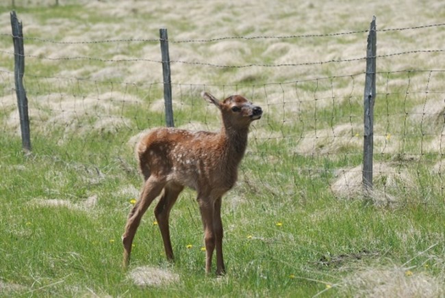 elk! Elk calf, brown with white spots, standing in a green field next to a wire mesh fence.