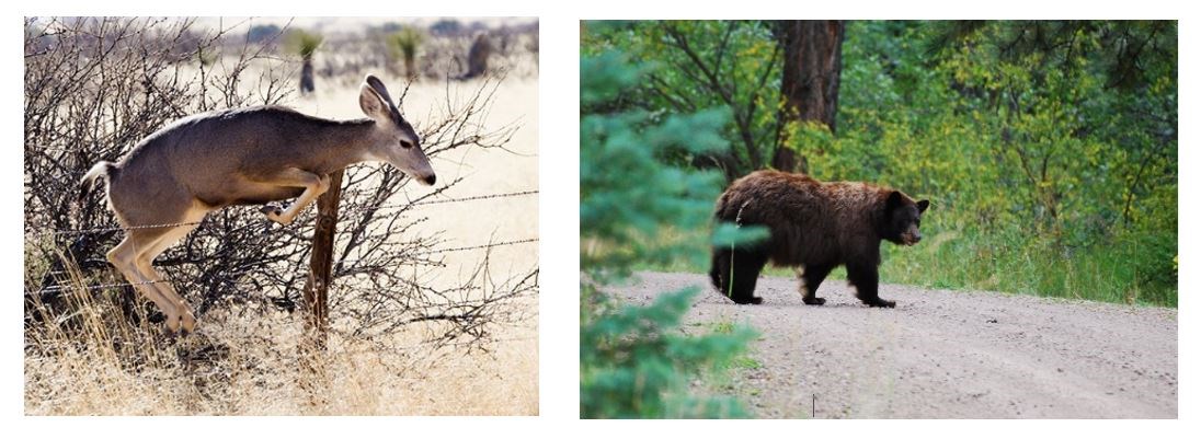 Left photo shows a deer jumping a barbed wire fence. Right photo shows a large brown bear standing on a graded dirt road.