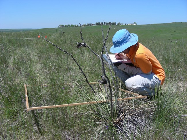 Field technician records vegetation characteristics inside a meter-square plot frame on the prairie.