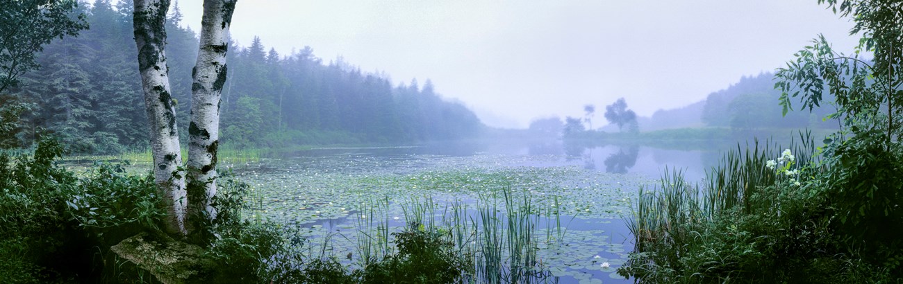 Landscape photo of a pond shrouded in fog with weathered birch trees in the foreground and reeds and lily pads punctuating the water surface