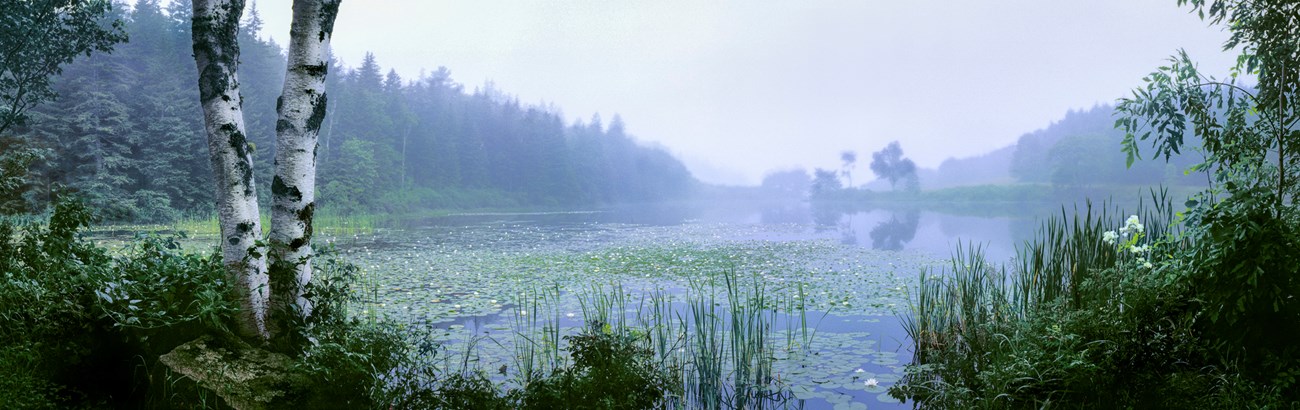Landscape photo of a pond shrouded in fog with weathered birch trees in the foreground and reeds and lily pads punctuating the water surface Landscape photo of a pond shrouded in fog with weathered birch trees in the foreground and reeds and lily pads punctuating the water surface