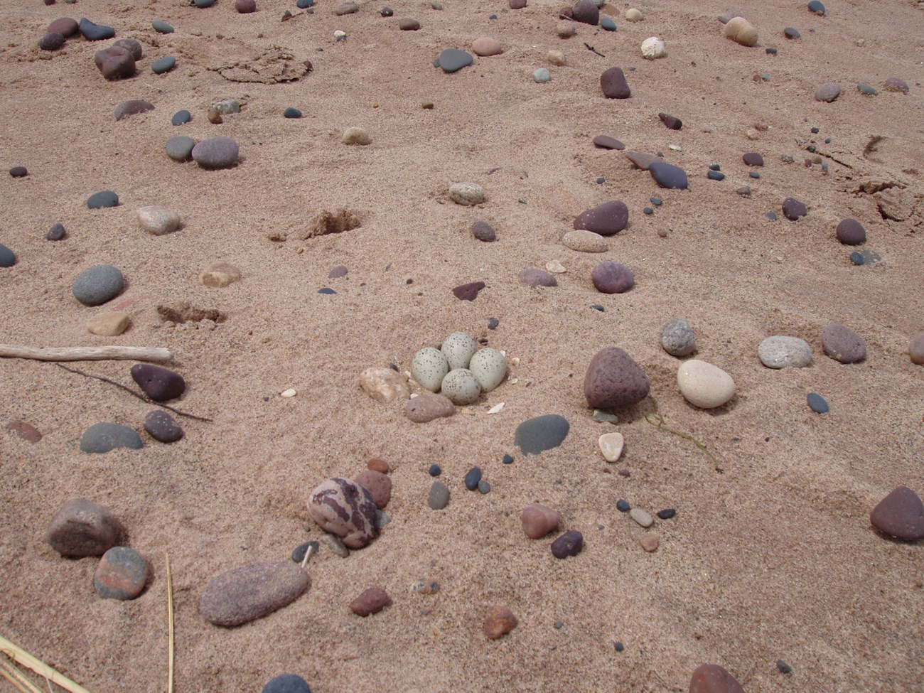 Four small speckled eggs on sand beach surrounded by rocks of various size and color.