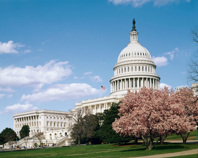 The U.S. Capitol building on a bright day. Cherry trees in bloom at the foreground