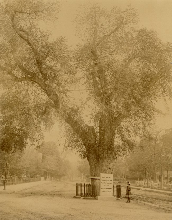 LONG 4373 Sepia photograph of a large tree in the middle of a street