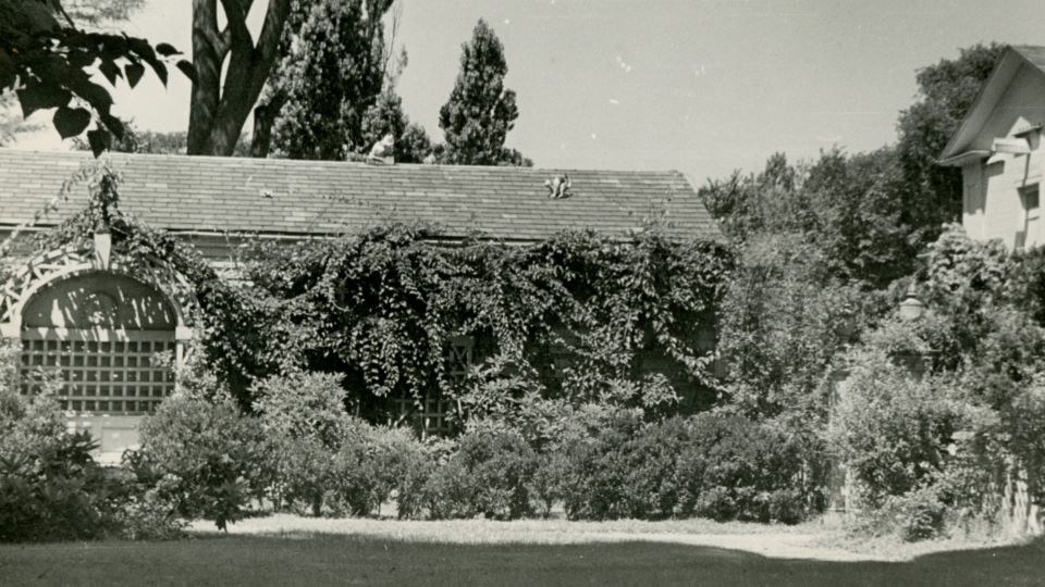Black and white photograph of garden along low building with arched trellises covered in vines. Cat sculptures on roof of building.