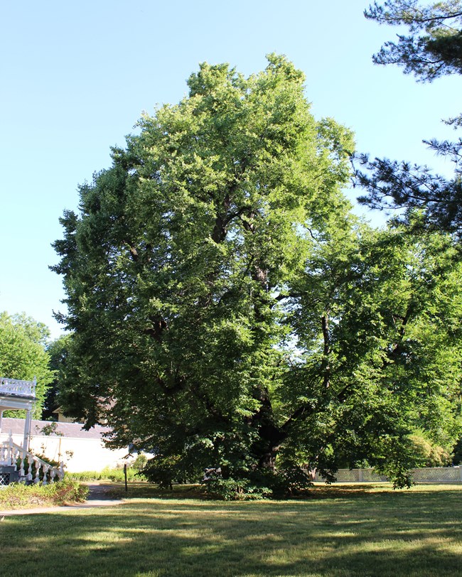 A tall and broad branching, green leafed tree grows from a well-trimmed and healthy lawn.