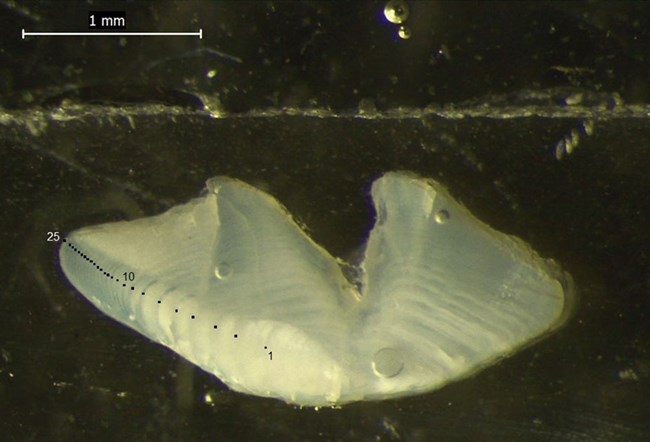 A fish otolith showing growth rings.
