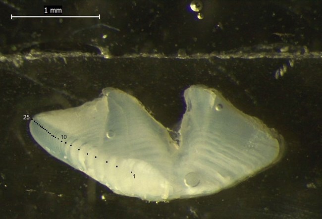 LT160_v2_web A fish otolith showing growth rings.