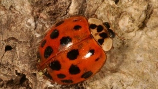 Lady-Bug a lady bug