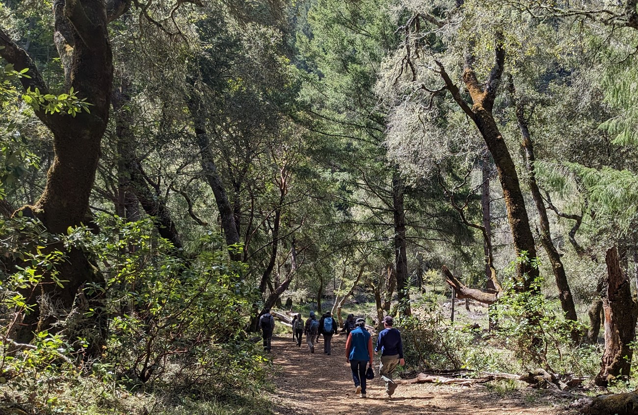 Lake Lagunitas Walk cropped A dozen or so people walk in smaller groups along a trail--shaded but for dapled sunlight--by the large trees of a mature forest.
