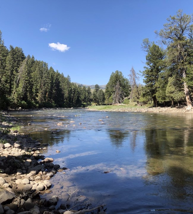 Shallow river lined by evergreen trees