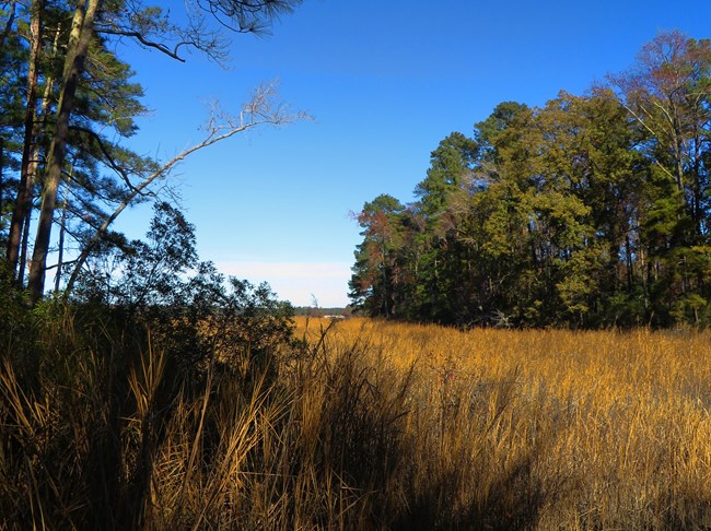 Landscape of trees and grass