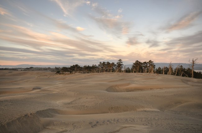 Dune field at Lanphere and Ma-le'l Dunes, CA.
