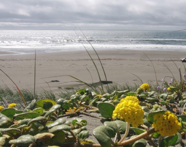 Yellow sand verbena along the beach at Lanphere and Ma-le'l Dunes, photo by Andrea Pickart