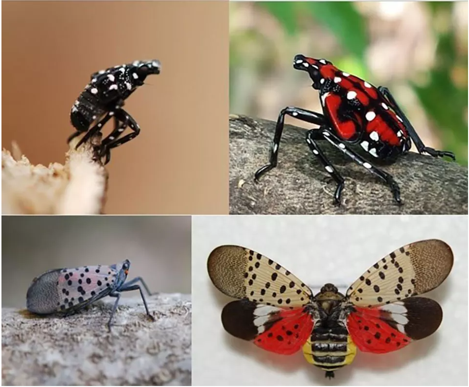 visual of four stages of the spotted lanternfly life cycle