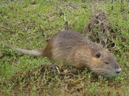 Large_pest_rat Large rodent