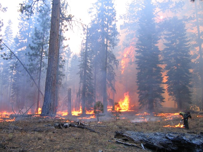 Firefighter at the endge of a ground burn in forest with larger flames in the background.