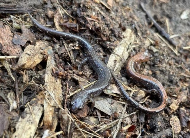 "Lead-backed" and "red-backed" salamanders. two salamanders next to each other on the forest floor, one is dark and the other has red coloring