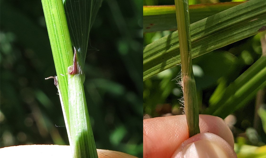 Two images compare thin stalks of grass. On left a small black claw seems to point up from leaf collar. On right the leaf collar appears white and rounded.
