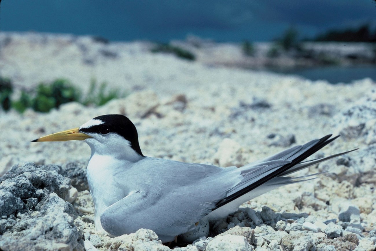 LeastTern-NPS a bird with white and gray plummage, a black head and yellow beak.