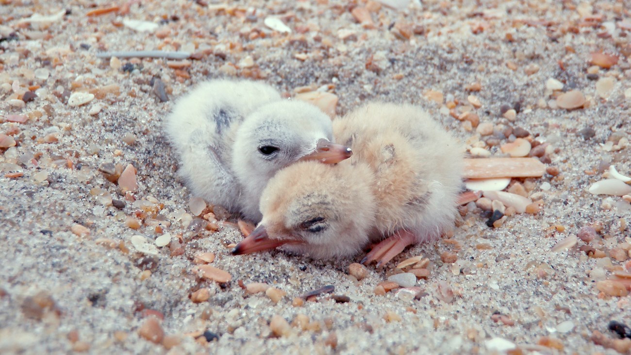 LeastTernChicks-NPSPhoto two little chicks with light brown plummage cuddle on sand