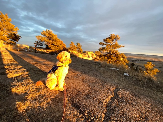 A leashed dog sits on a paved trail bathed in early morning light.