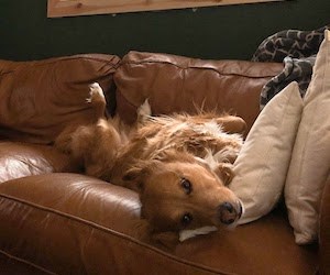 A brown dog lying on her back on a leather couch.