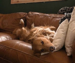 A dog at home A brown dog lying on her back on a leather couch.
