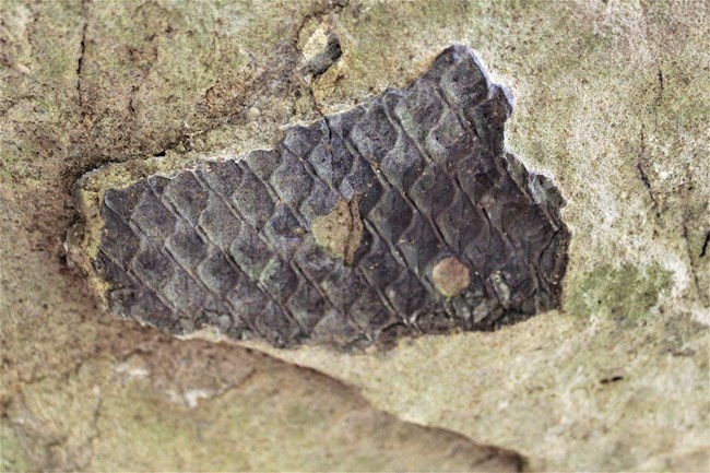 A lepidodendron fossil