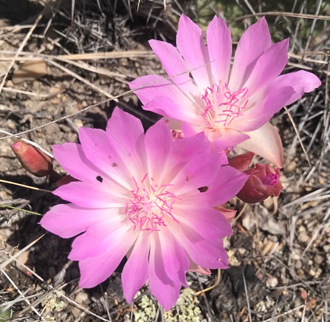A cluster of two pink-purple flowers with many oval-shaped petals radiating out from their centers grows close to the ground.