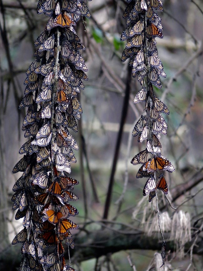 Hundreds on monarch butterflies clustered together around a few narrow, bare, hanging branches.
