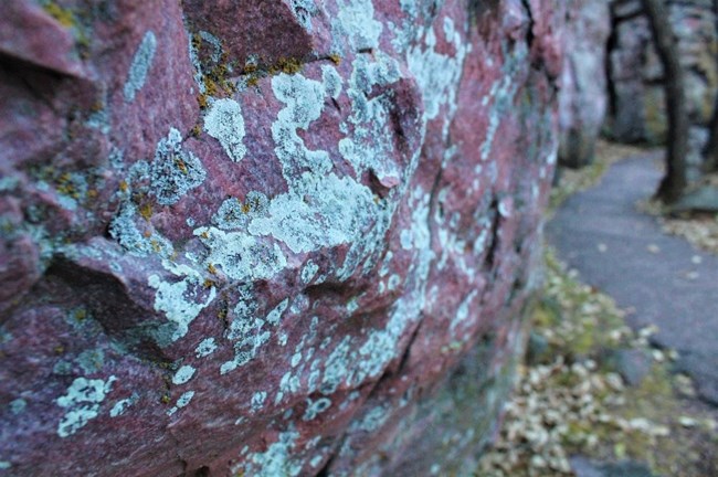 Lichen Lichen on a rock