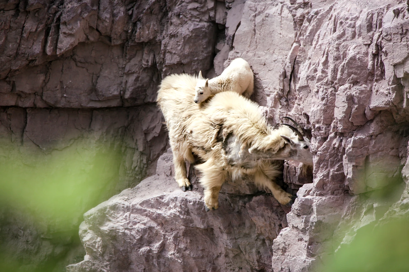 A mountain goat and her young. A young, white mountain goat rests its head on an adult mountain goat’s back as the shedding adult balances on its hooves on a cliff edge to reach mineral filled rocks to lick.