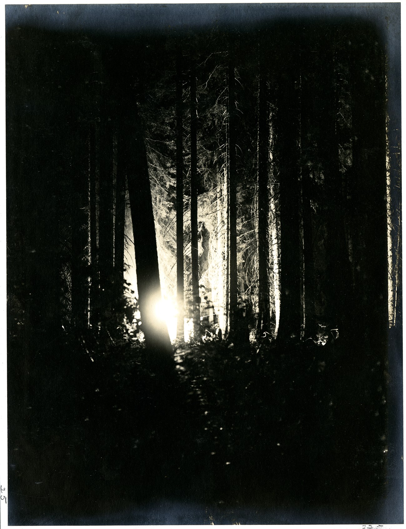 Bright light in a dark night. Light comes from behind a tree in dense forest. A tent or blanket is on a rope between trees